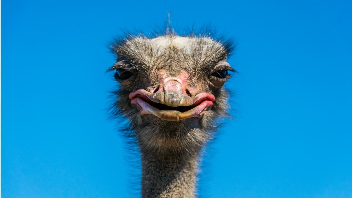 İngilizce Hayvanlar: Doğayı Keşfetmenin Eğlenceli Yolu